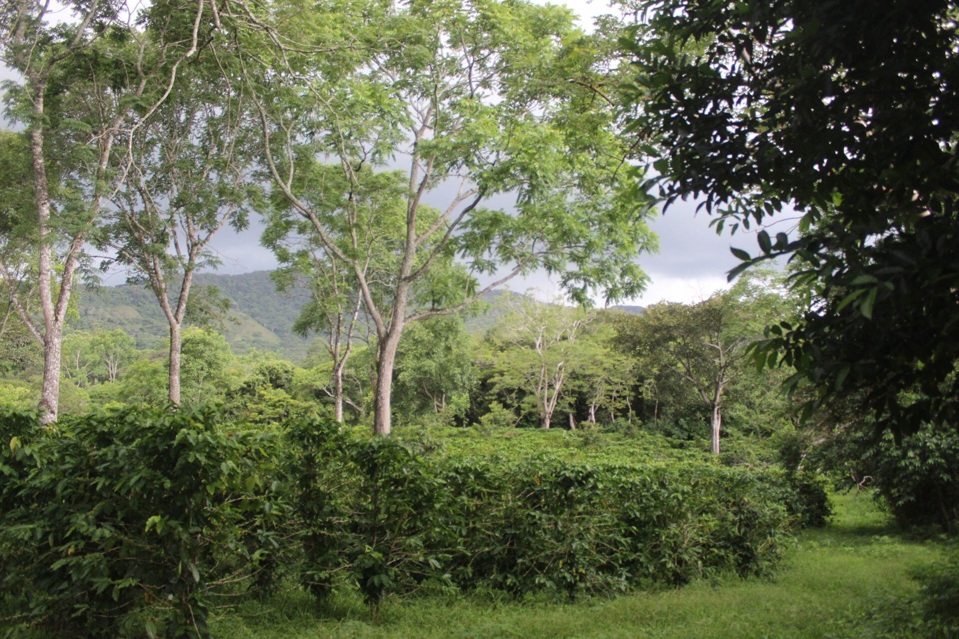 Costa Rica Coffee Growers Complete First Regenerative Agriculture